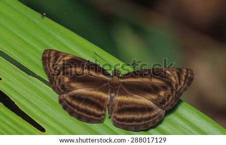 Tiger Lascar Butterfly
