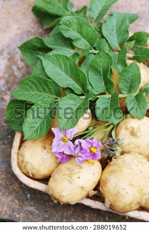  tubers young potatoes with a potato flower