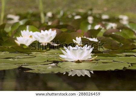 white water lily blooming in the lake
