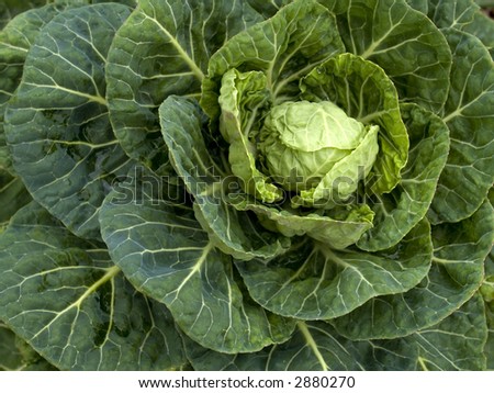 Stock photo of a brussels sprout plant growing in an organic vegetable garden.