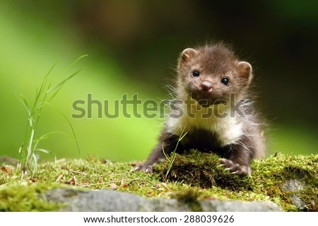 Young marten Royalty-Free Stock Photo #288039626