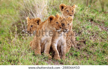 four little lion cubs