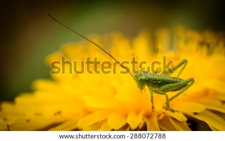 green grasshopper on flower dandelions