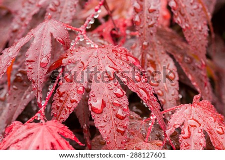 macro water drops on red mapple leaf for natural background, wallpaper or backdrop use