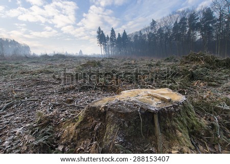 Forest clearing winter morning Royalty-Free Stock Photo #288153407