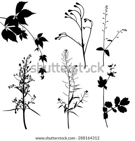 Different plants silhouettes on white background