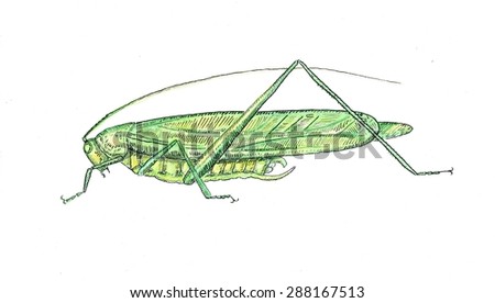 Grasshopper watercolor illustration