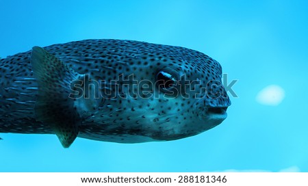 Beautiful salt water blowfish of the caribbean sea (tetraodontidae) Royalty-Free Stock Photo #288181346