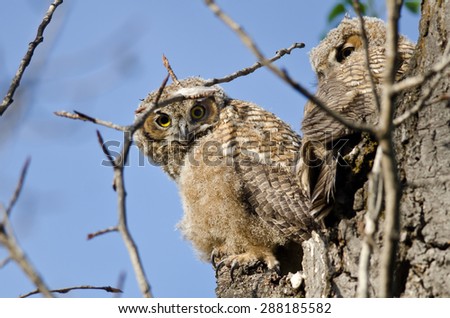 Young Owlet Making Direct Eye Contact From Its Nest