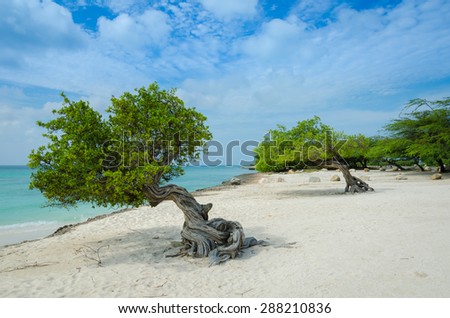 Divi Divi trees on Eagle Beach in Aruba Royalty-Free Stock Photo #288210836