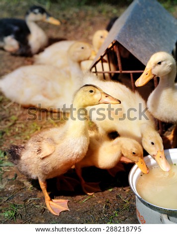 Beautiful ducks on a farm photographed close up