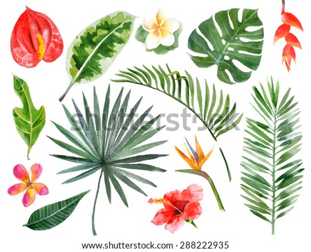 Large hand drawn watercolor tropical plants set