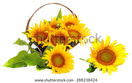 bouquet of sunflowers in a basket