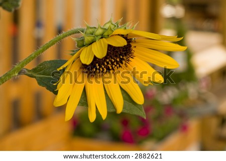 a beautiful yellow sunflower with purple pansies in the background