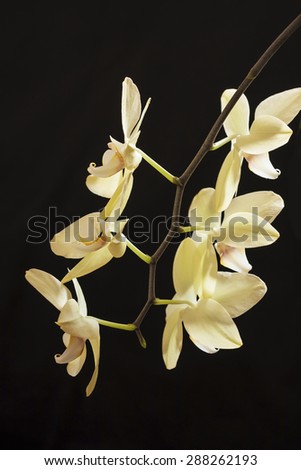 The branch of a yellow orchid with blossoming flowers on a dark background