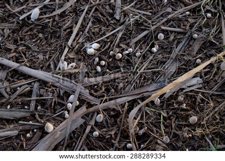 Mushrooms on the ground