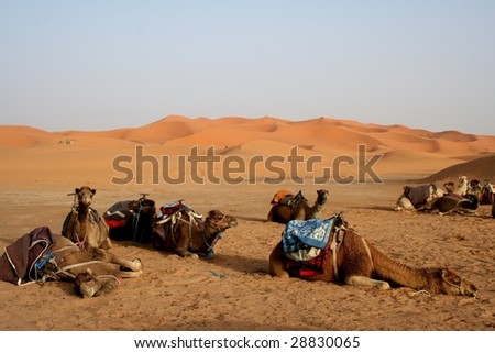 camels in Erg Chebbi in the Sahara Desert, Morocco