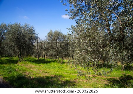 Plantation of Olive Trees in a Spring Day