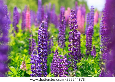 Field of Lupinus Royalty-Free Stock Photo #288344978