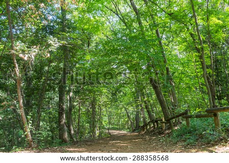 Promenadea in forest