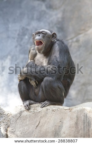 Vertical image of a bored looking common chimpanzee yawning in a zoo enclosure.