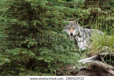 very shy wolf peering out of the woods