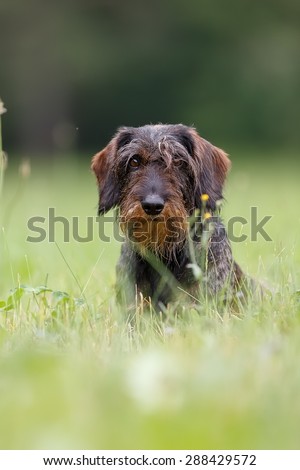 A wire-haired dachshund portrait in the grass