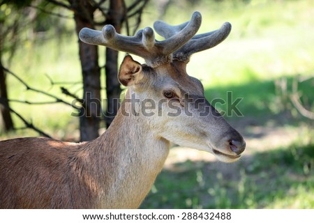 Young brown deer with beautiful antlers standing in profile in forest with green grass on natural background, horizontal picture 
