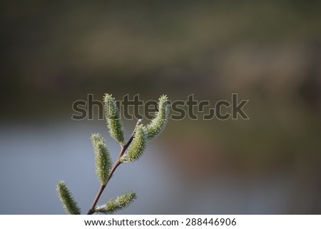 Dissolve the willow buds on the background of the lake