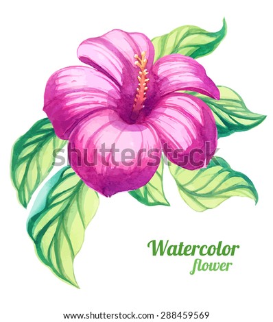 vector watercolor hibiscus flower