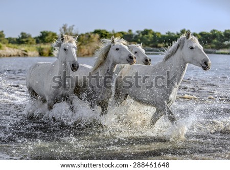 White Camargue Horses run in the swamps nature reserve in Parc Regional de Camargue - Provence, France