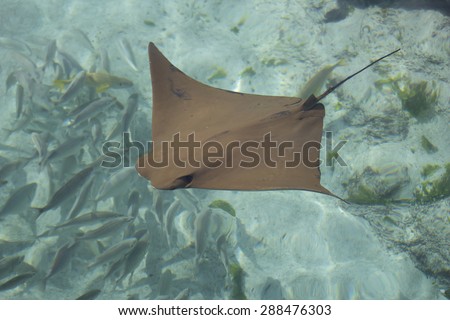 Skate in Shallow water