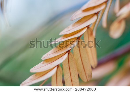 Dried tamarind leaves on the tree
