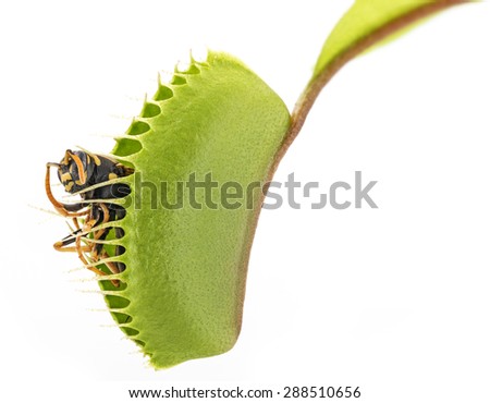Venus flytrap - dionaea muscipula with trapped wasp