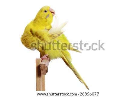 Yellow budgerigar on a branch cleans feathers isolated on white background