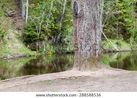 Trunks of trees in green forest with grass and leaves un summer