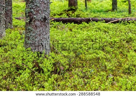 Trunks of trees in green forest with grass and leaves un summer