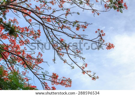 Delonix Regia or Flame Tree branch with red flowers and blue sky background Beautiful. selective center focus.