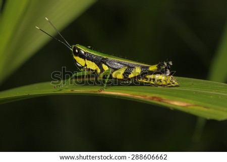 Shot Horned Grasshopper