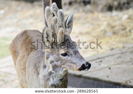 Roe buck with irregular antlers