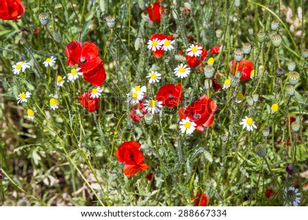 red poppy flowers meadow with green grass and corn
