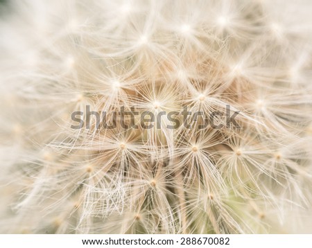 Dandelion Seeds Macro