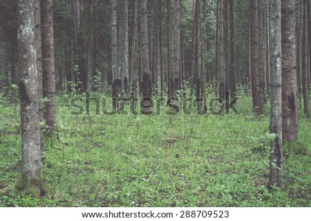 Trunks of trees in green forest with grass and leaves un summer - vintage retro film look