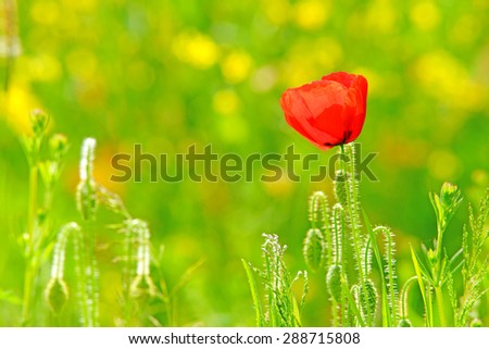A single red Common poppy, Papaver rhoeas, in a field of oil seed rape with soft focus and diffused background, the Cotswolds, Gloucestershire, United Kingdom