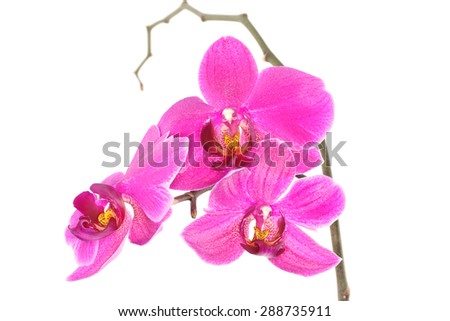 Purple Orchid (Phalaenopsis) isolated on white background