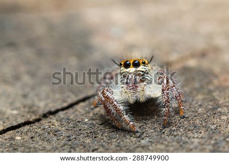 Jumping spider on the wood floor