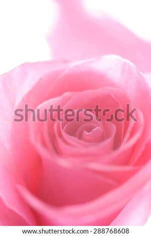 A rose  Background