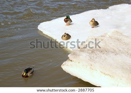 duck over white snow