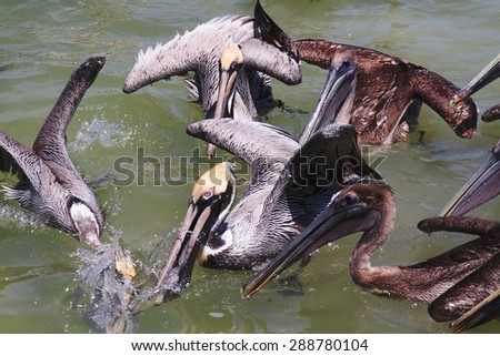 brown pelican mexico bird sea