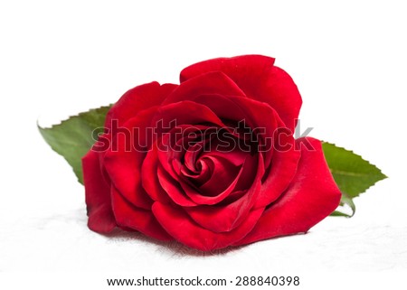 Beautiful red rose
